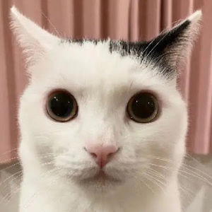 Meet your Posher, Jack